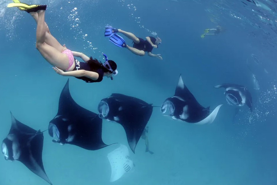 Manta Rays Snorkeling, Nusa Penida